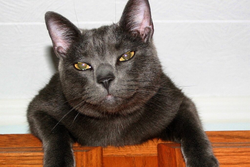 Ramone the Russian Blue cat