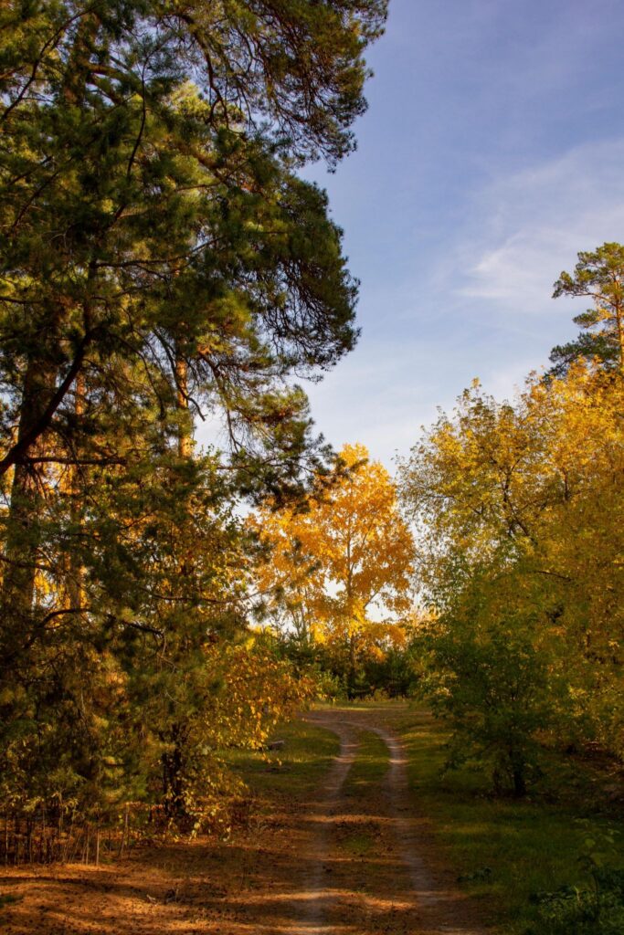 Дорожка в осеннем лесу