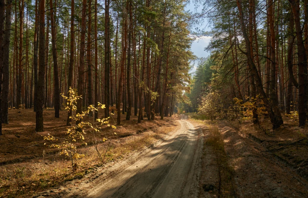 Лесная дорога