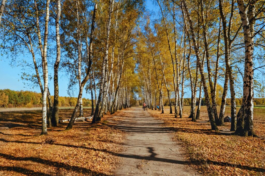 Берёзы вдоль тропы осенью, образ дороги домой и тоски по родине