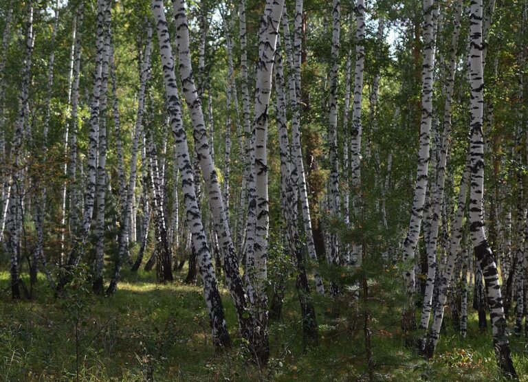 березка / pexels