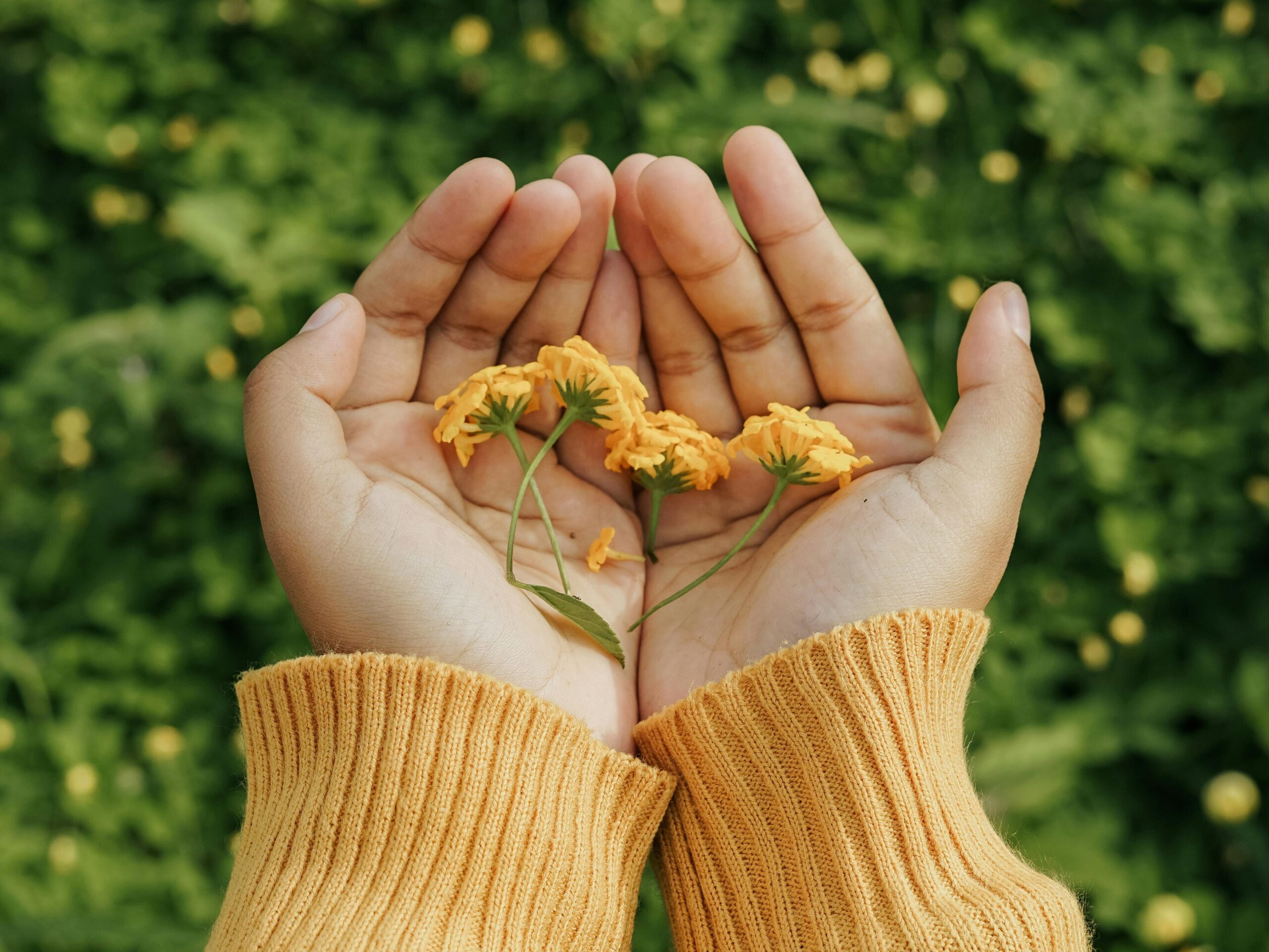 Child's hands holding small yellow flowers