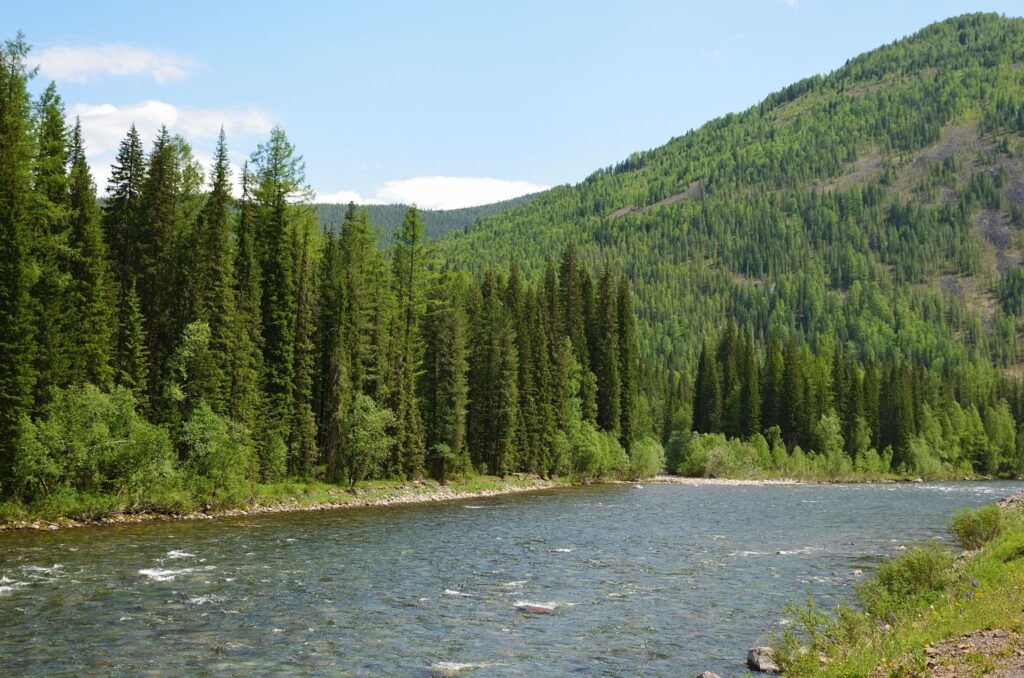 River amid coniferous forest on a summer day
