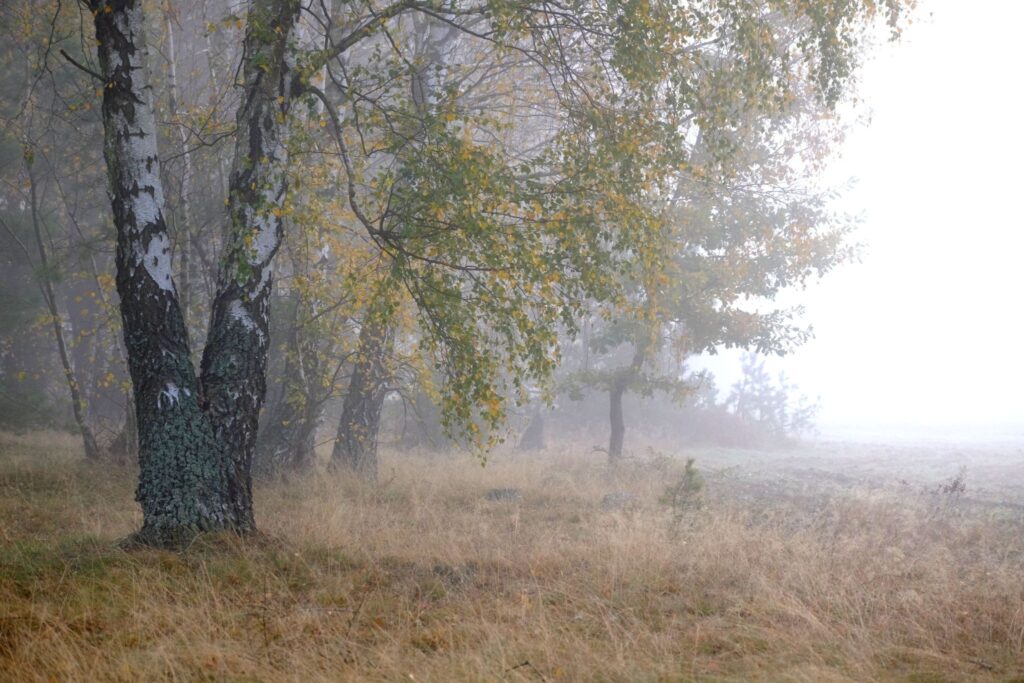 Birches in a misty forest