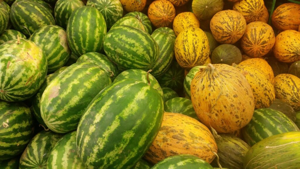 Pumpkins and watermelons on the counter