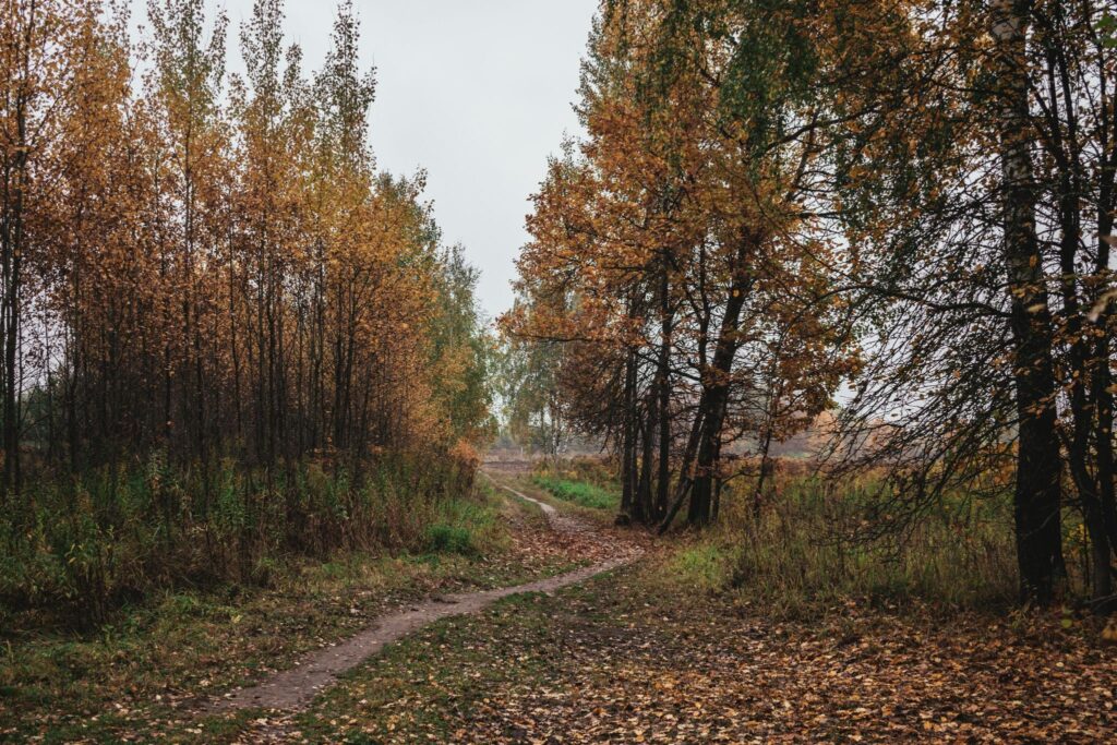 A path among trees in an autumn forest
