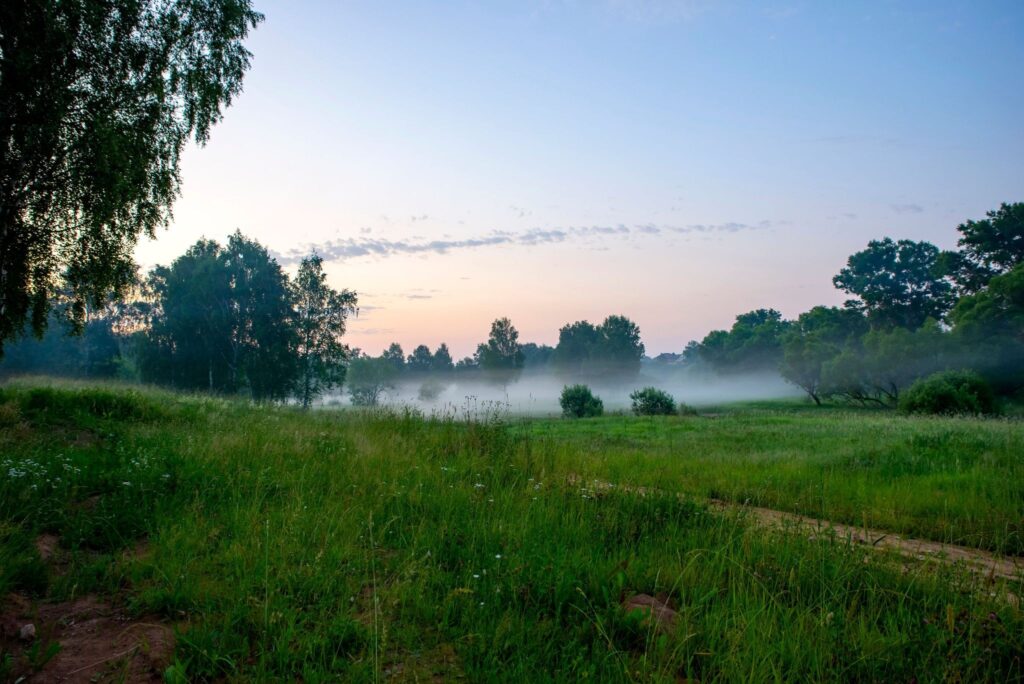 A meadow in the fog at dawn