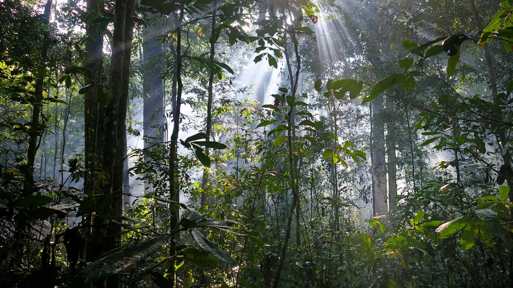 A humid tropical forest in Sanghe, Central African Republic. Dense vegetation and tall trees show a different Africa — green and shady.